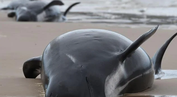 澳洲海岸惊现“末日景象”，450多只鲸鱼搁浅！超90头已死亡，专家：人类在自食恶果...（组图） - 9