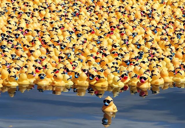 呆萌小黄鸭游泳大赛周末在Hillarys举行，上万只小黄鸭蓄势待发 - 3