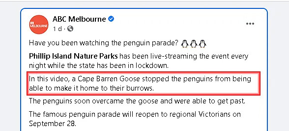 惊险！澳洲网红小企鹅回家惨遇“拦路虎”，挡道不说还乱啄，背后原因竟是…（组图） - 3