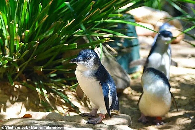 惊险！澳洲网红小企鹅回家惨遇“拦路虎”，挡道不说还乱啄，背后原因竟是…（组图） - 12
