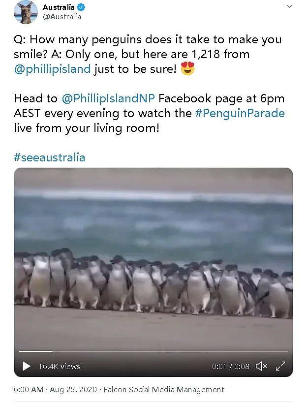 惊险！澳洲网红小企鹅回家惨遇“拦路虎”，挡道不说还乱啄，背后原因竟是…（组图） - 13