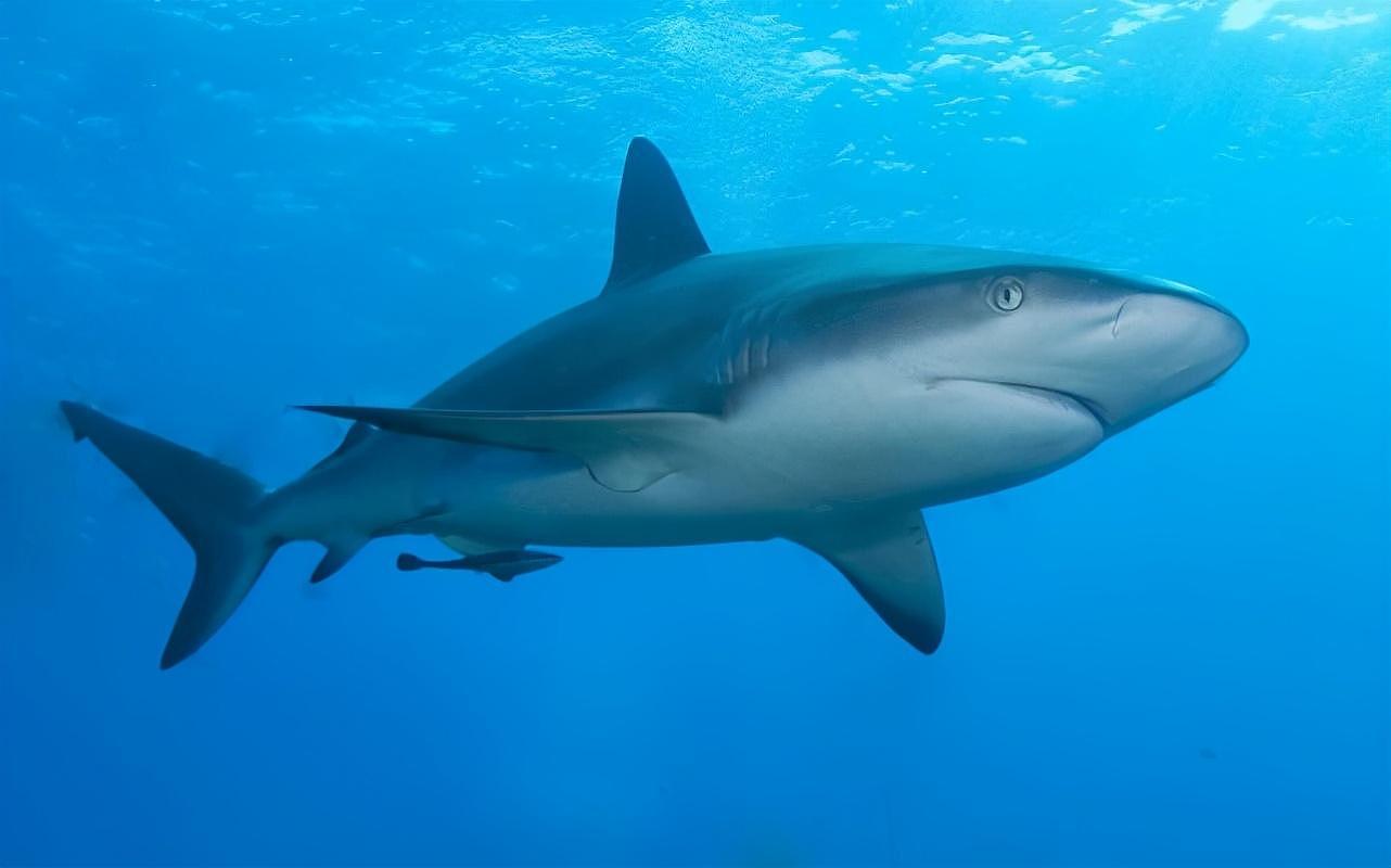 制造新冠疫苗需要大量鲨鱼原料？专家：预计将有50万条鲨鱼被杀