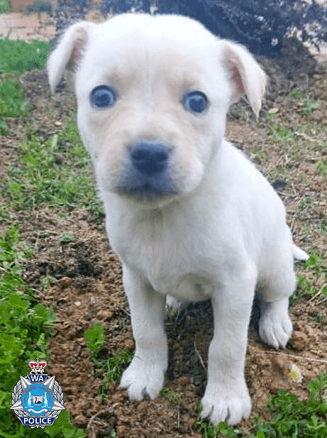 西澳男子涉嫌犬只交易欺诈！幼犬年龄、品种等全部作假，买家被骗数千澳元 - 2