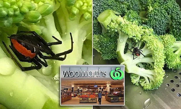 专家警告：本月起，全澳将涌现大量毒物！Coles、Woolworths超市食品也中招，买菜小心 - 22