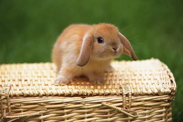 【宠物】“死得太惨了！”悉尼华人铲屎官哭送爱兔，这次，澳洲政府对兔子下狠手了... - 1
