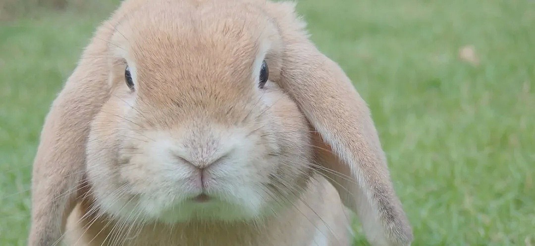 【宠物】“死得太惨了！”悉尼华人铲屎官哭送爱兔，这次，澳洲政府对兔子下狠手了... - 7