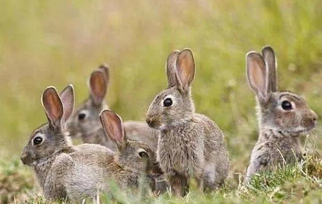 【宠物】“死得太惨了！”悉尼华人铲屎官哭送爱兔，这次，澳洲政府对兔子下狠手了... - 14