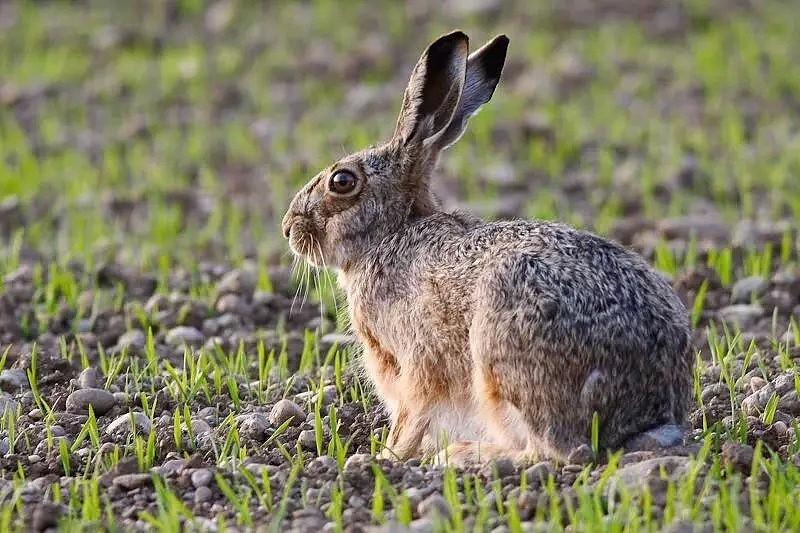 【宠物】“死得太惨了！”悉尼华人铲屎官哭送爱兔，这次，澳洲政府对兔子下狠手了... - 17