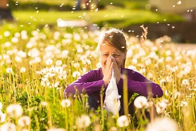 7例！疫情未走，新威胁已来，澳华人卫生官正式警告：花粉季已开始，当心雷暴哮喘 - 10