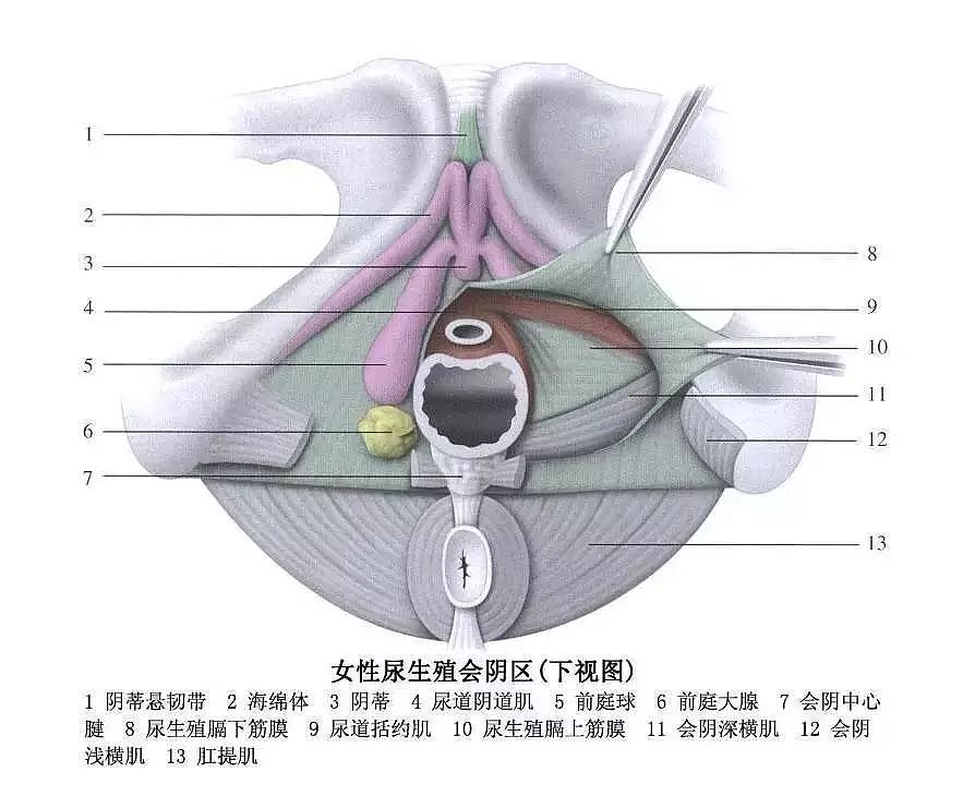 【两性】姑娘，「正常」的性高潮可能和你想得不太一样……（组图） - 5