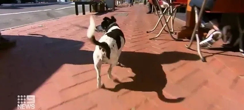 【宠物】悉尼铲屎官逛超市，一转头自己的狗狗被抢走，宠物主人千万小心！ - 7