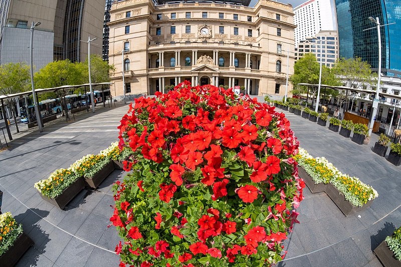 悉尼市政府生动色彩花卉展，在南半球第一缕春风中唤醒了悉尼（组图） - 6