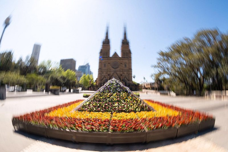 悉尼市政府生动色彩花卉展，在南半球第一缕春风中唤醒了悉尼（组图） - 10