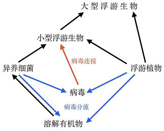 以病毒为食：这个首次发现的现象，终于填补了食物链的空缺（图） - 3