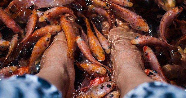 中国女客泰国全身鱼疗酥麻 嗨到憋不住 毒死整池鱼