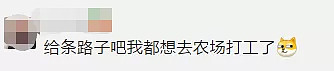 疫情重创航空业，维珍机长转行开拖拉机！年薪高达$150000澳币，却没有澳洲人肯干... - 28