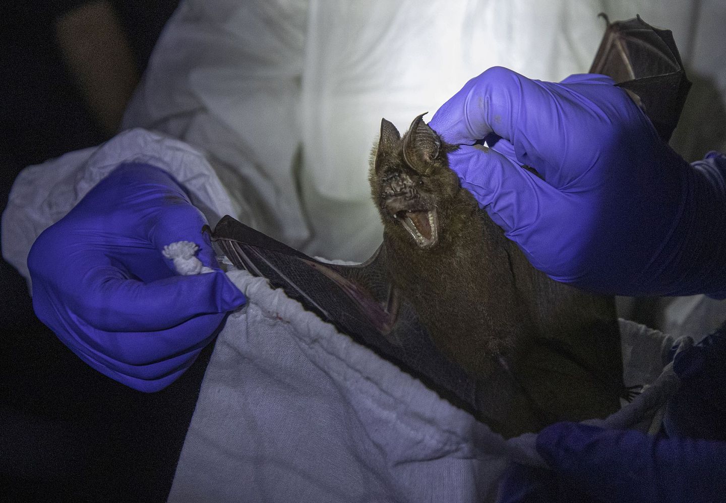 蝙蝠此前一直被认为是新冠病毒的源头。（AP）