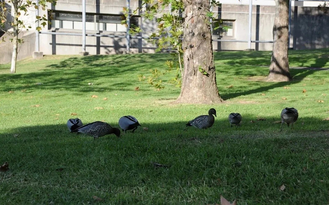 UNSW的狐狸，MQ的兔子，UQ的火鸡...澳洲大学生态哪家强？（组图） - 2