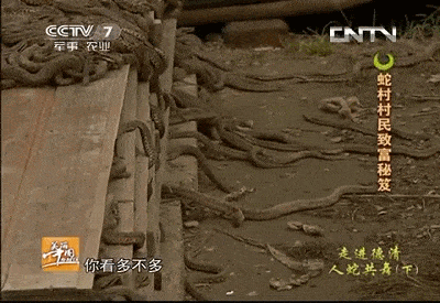 中国最恐怖农村：800人养了300万条蛇，把央视记者都吓坏了！（视频/组图） - 2
