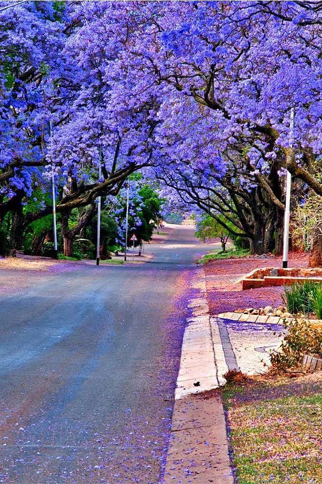 蓝花楹节取消！紫色浪漫依旧席卷全城，很快澳洲将美成这样...关于蓝花楹的一切都在这了（组图） - 2