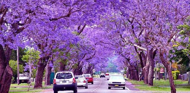 蓝花楹节取消！紫色浪漫依旧席卷全城，很快澳洲将美成这样...关于蓝花楹的一切都在这了（组图） - 5