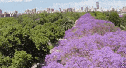 蓝花楹节取消！紫色浪漫依旧席卷全城，很快澳洲将美成这样...关于蓝花楹的一切都在这了（组图） - 7