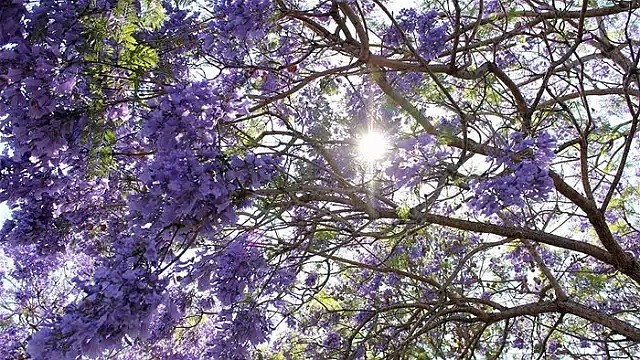 蓝花楹节取消！紫色浪漫依旧席卷全城，很快澳洲将美成这样...关于蓝花楹的一切都在这了（组图） - 9