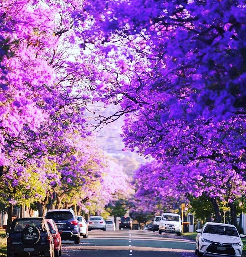 蓝花楹节取消！紫色浪漫依旧席卷全城，很快澳洲将美成这样...关于蓝花楹的一切都在这了（组图） - 13