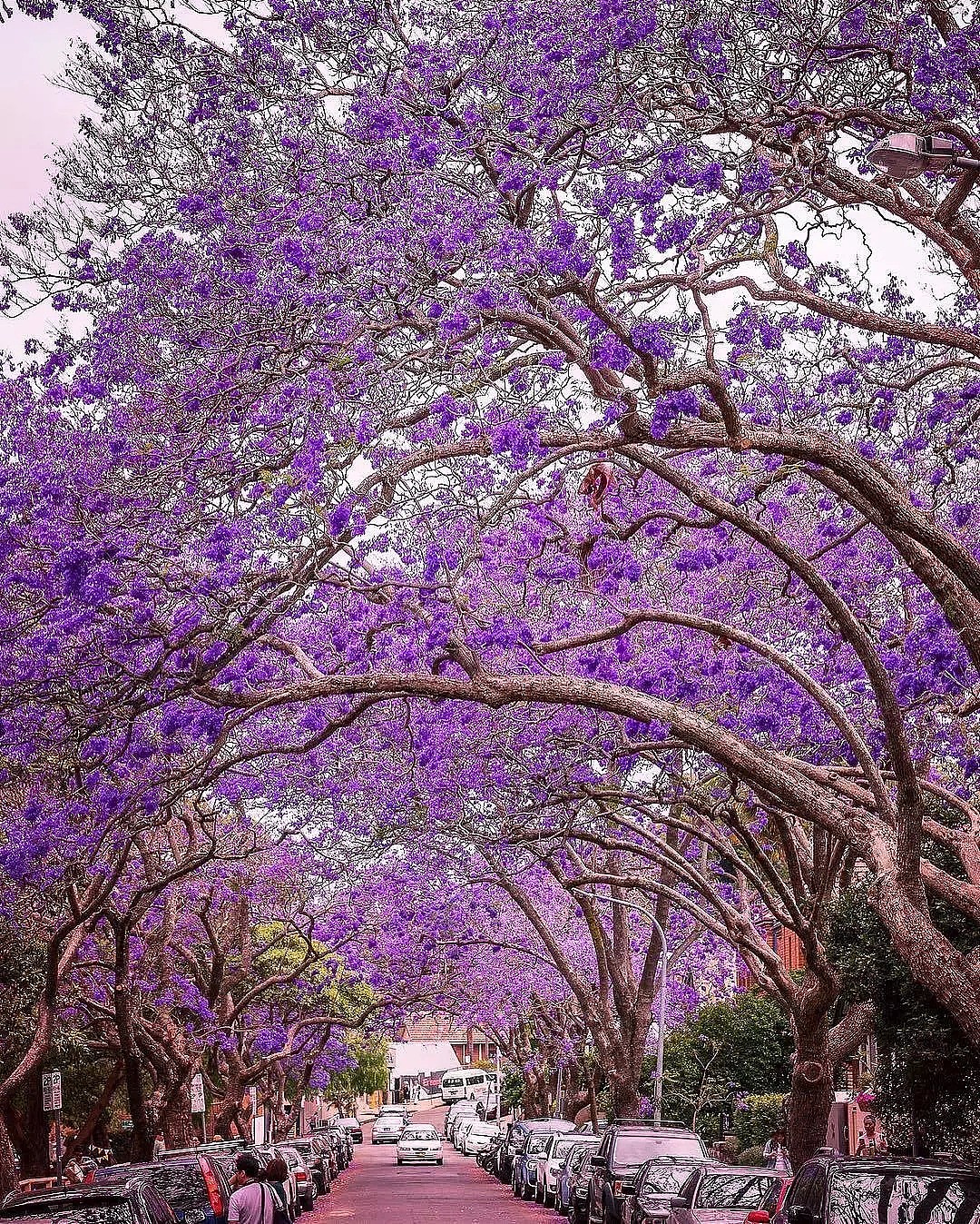 蓝花楹节取消！紫色浪漫依旧席卷全城，很快澳洲将美成这样...关于蓝花楹的一切都在这了（组图） - 14
