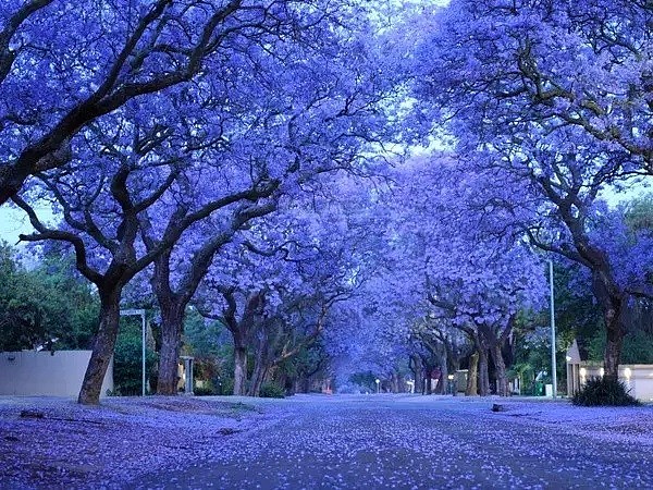 蓝花楹节取消！紫色浪漫依旧席卷全城，很快澳洲将美成这样...关于蓝花楹的一切都在这了（组图） - 15