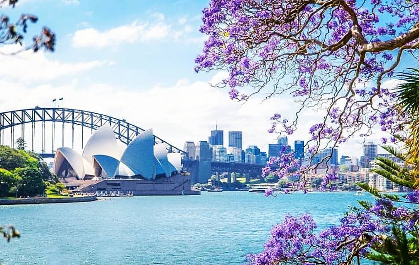 蓝花楹节取消！紫色浪漫依旧席卷全城，很快澳洲将美成这样...关于蓝花楹的一切都在这了（组图） - 16