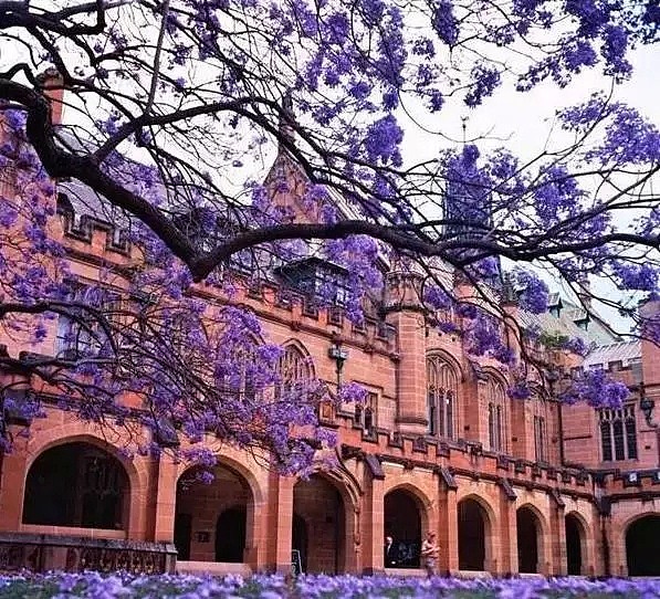 蓝花楹节取消！紫色浪漫依旧席卷全城，很快澳洲将美成这样...关于蓝花楹的一切都在这了（组图） - 19