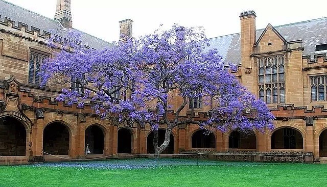 蓝花楹节取消！紫色浪漫依旧席卷全城，很快澳洲将美成这样...关于蓝花楹的一切都在这了（组图） - 21