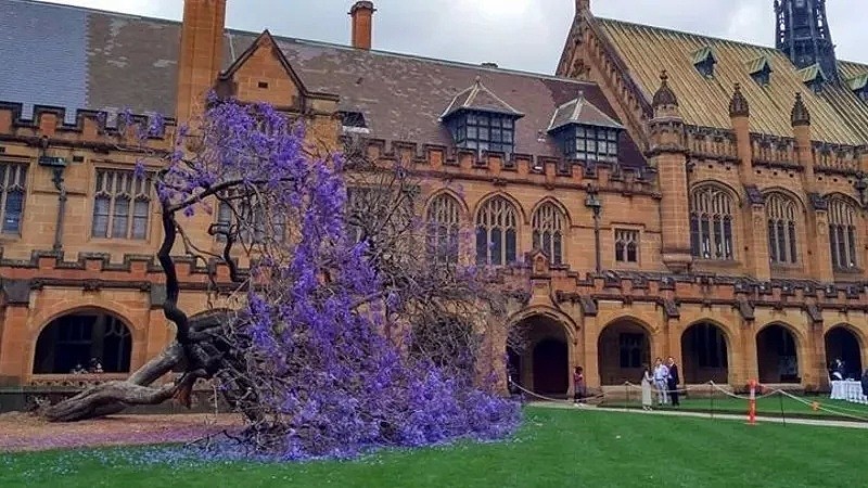 蓝花楹节取消！紫色浪漫依旧席卷全城，很快澳洲将美成这样...关于蓝花楹的一切都在这了（组图） - 23