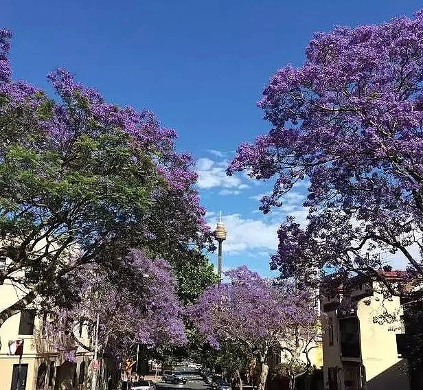 蓝花楹节取消！紫色浪漫依旧席卷全城，很快澳洲将美成这样...关于蓝花楹的一切都在这了（组图） - 26