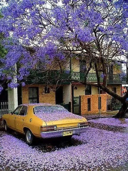 蓝花楹节取消！紫色浪漫依旧席卷全城，很快澳洲将美成这样...关于蓝花楹的一切都在这了（组图） - 27