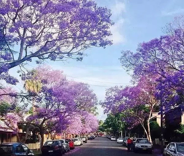 蓝花楹节取消！紫色浪漫依旧席卷全城，很快澳洲将美成这样...关于蓝花楹的一切都在这了（组图） - 28
