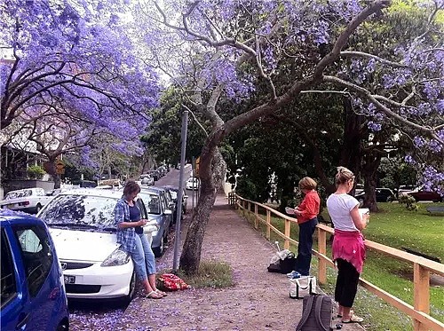 蓝花楹节取消！紫色浪漫依旧席卷全城，很快澳洲将美成这样...关于蓝花楹的一切都在这了（组图） - 29