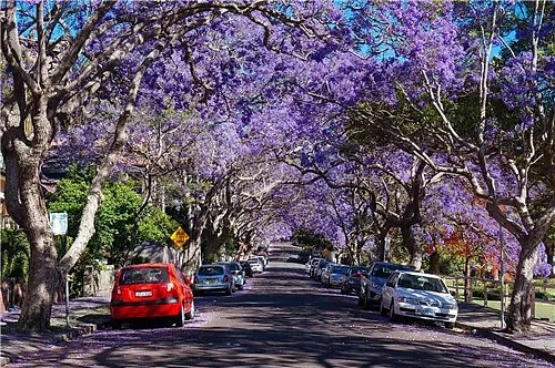蓝花楹节取消！紫色浪漫依旧席卷全城，很快澳洲将美成这样...关于蓝花楹的一切都在这了（组图） - 30