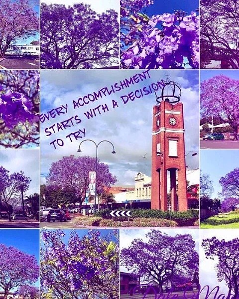 蓝花楹节取消！紫色浪漫依旧席卷全城，很快澳洲将美成这样...关于蓝花楹的一切都在这了（组图） - 31