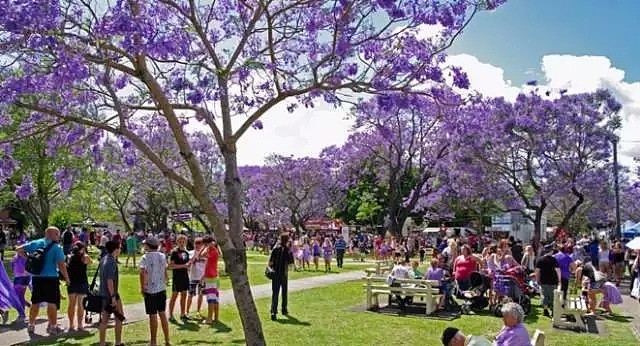 蓝花楹节取消！紫色浪漫依旧席卷全城，很快澳洲将美成这样...关于蓝花楹的一切都在这了（组图） - 33