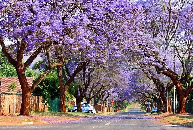 蓝花楹节取消！紫色浪漫依旧席卷全城，很快澳洲将美成这样...关于蓝花楹的一切都在这了（组图） - 39