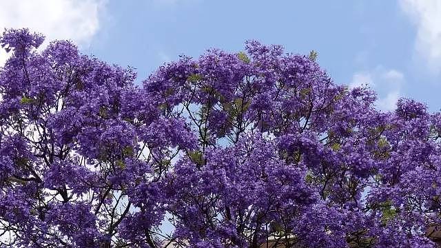 蓝花楹节取消！紫色浪漫依旧席卷全城，很快澳洲将美成这样...关于蓝花楹的一切都在这了（组图） - 42