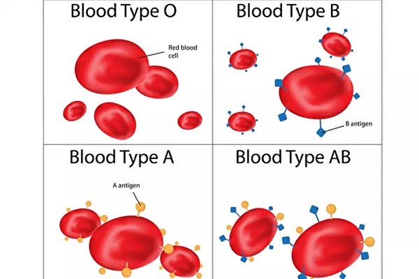 血型竟能决定寿命！揭秘血型与疾病的关系，这种血型捡了大便宜？（组图） - 5
