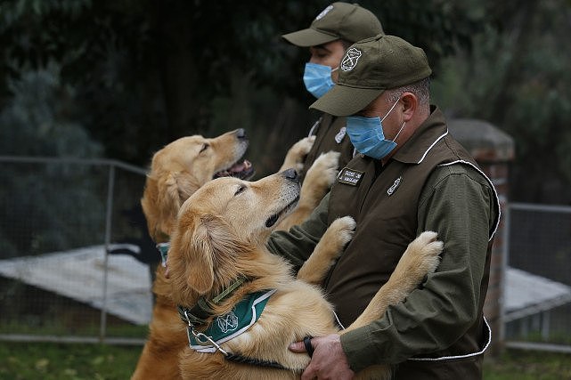 世界多国科学家发现：狗狗来检测新冠病毒携带者准确率高达94%