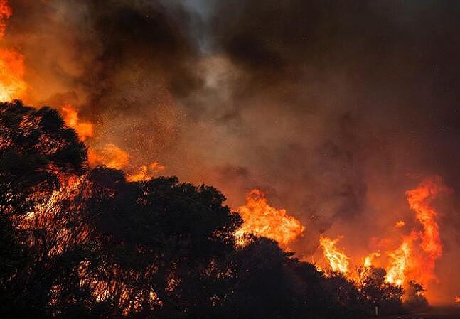 上周六悉尼北区减灾烧荒失控，过火面积达90公顷！步行道被烧毁，动物恐伤亡（组图） - 5