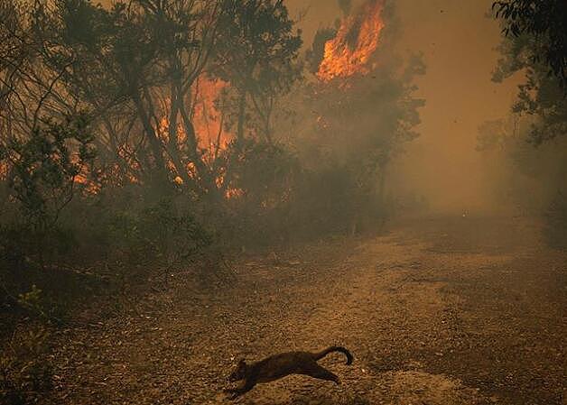 上周六悉尼北区减灾烧荒失控，过火面积达90公顷！步行道被烧毁，动物恐伤亡（组图） - 3