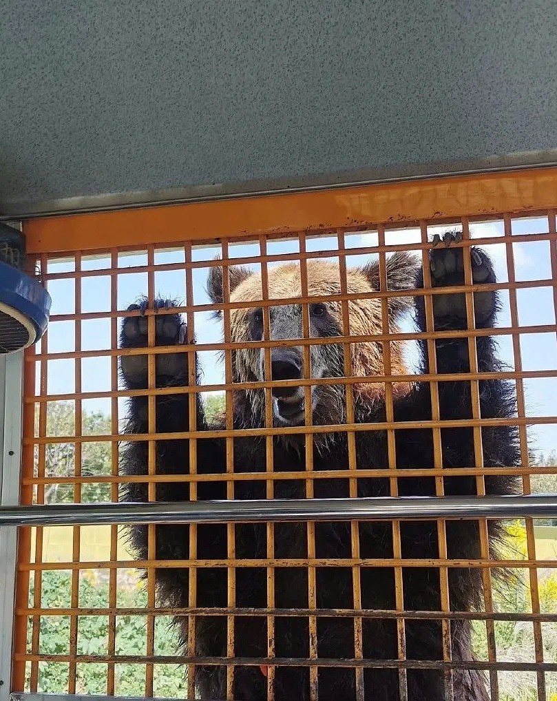 上海动物园熊群直接将人活活咬死！现场视频曝光：我不敢看（视频/组图） - 5