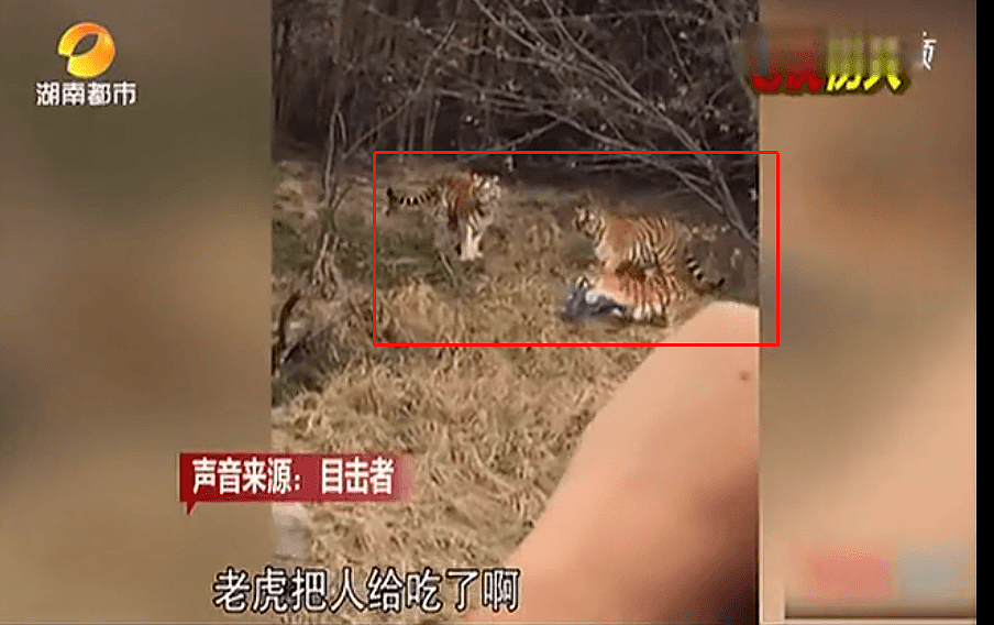 上海动物园熊群直接将人活活咬死！现场视频曝光：我不敢看（视频/组图） - 10