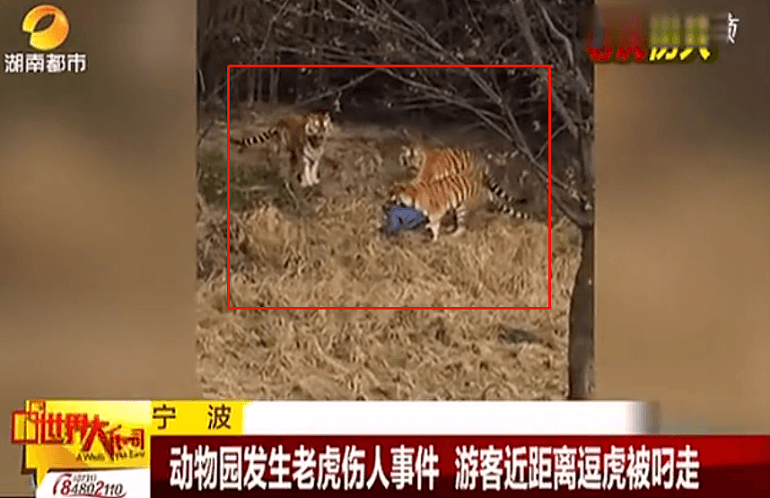 上海动物园熊群直接将人活活咬死！现场视频曝光：我不敢看（视频/组图） - 11